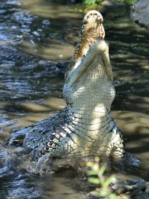 depositphotos_89532200-stock-photo-attack-crocodile-cuban-crocodile-crocodylus