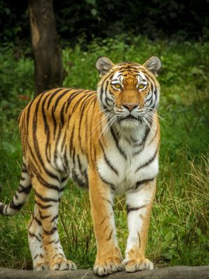 panthera-tigris-altaica-tiger-siberian-amurtiger-162203